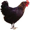 H�bergement sur une ferme